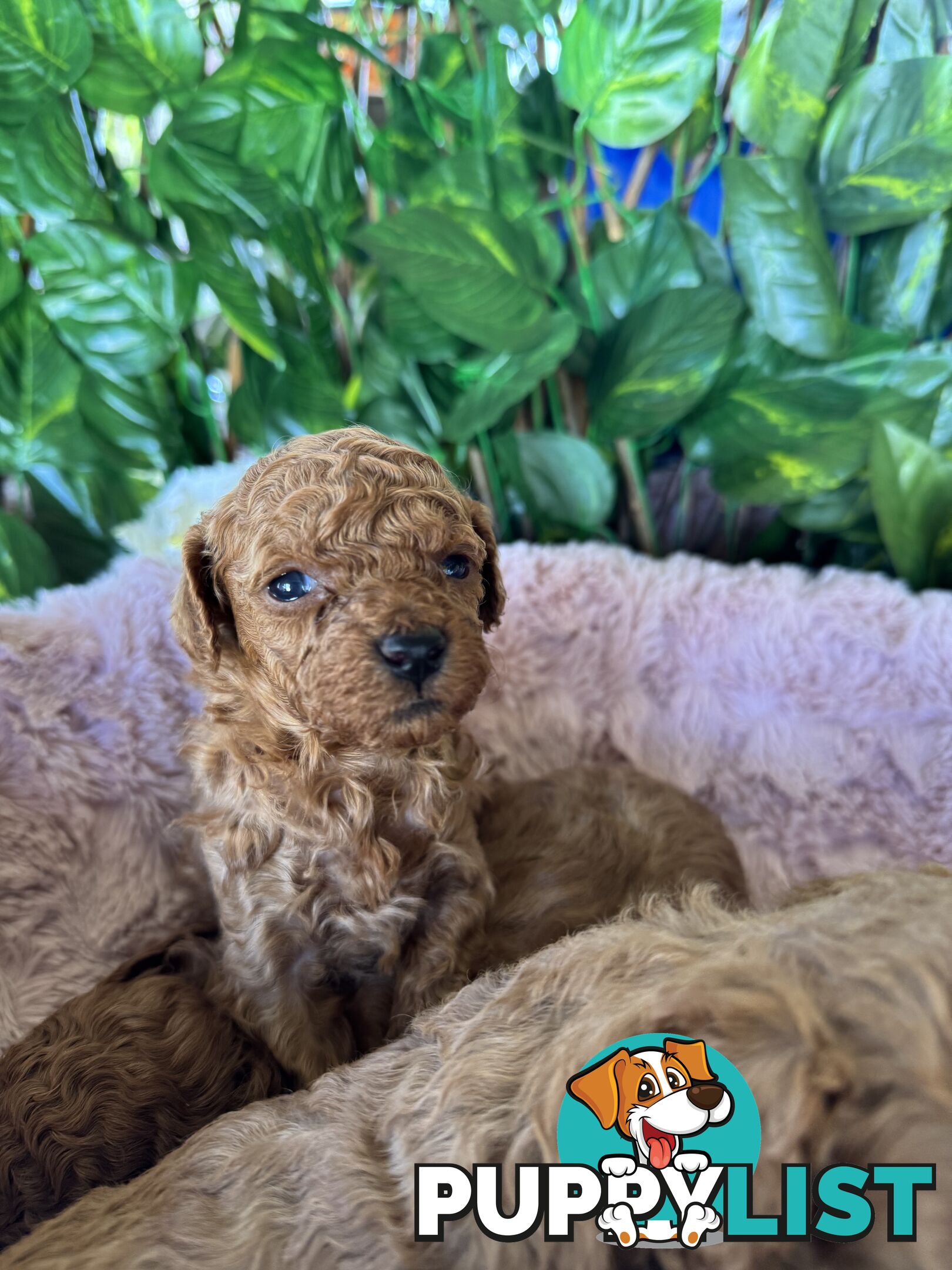 Purebred miniature poodle puppies
