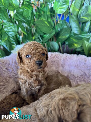 Purebred miniature poodle puppies