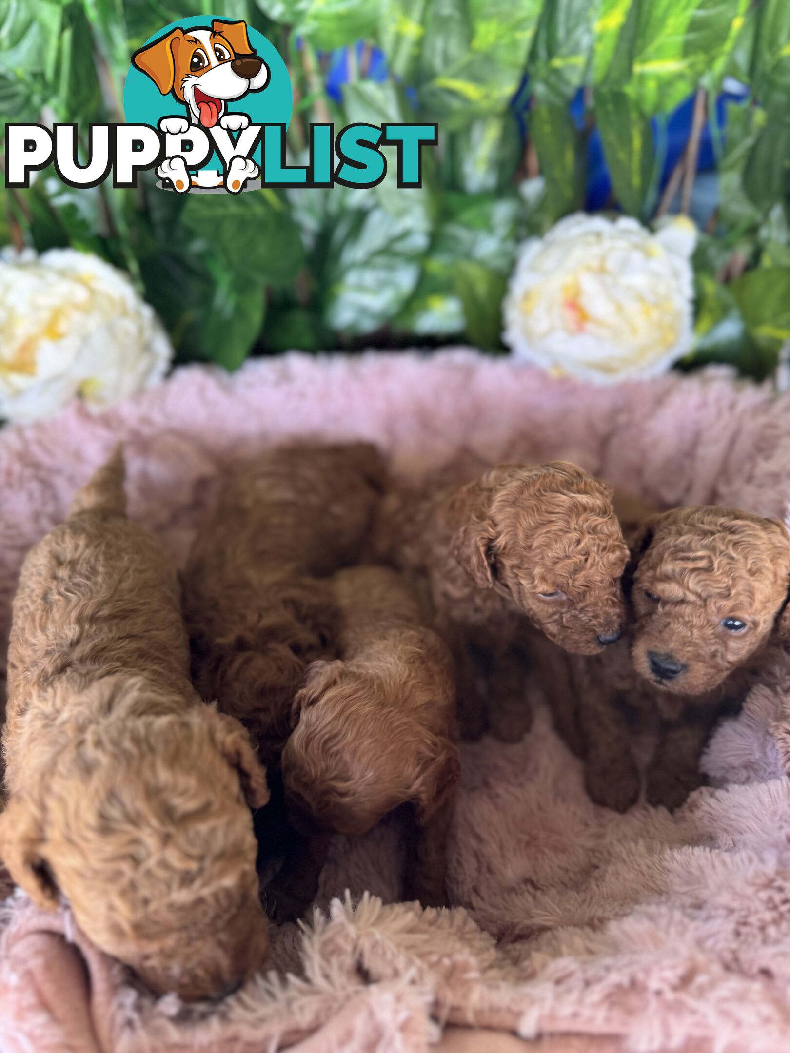 Purebred miniature poodle puppies
