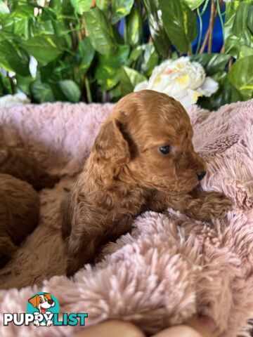 Purebred miniature poodle puppies