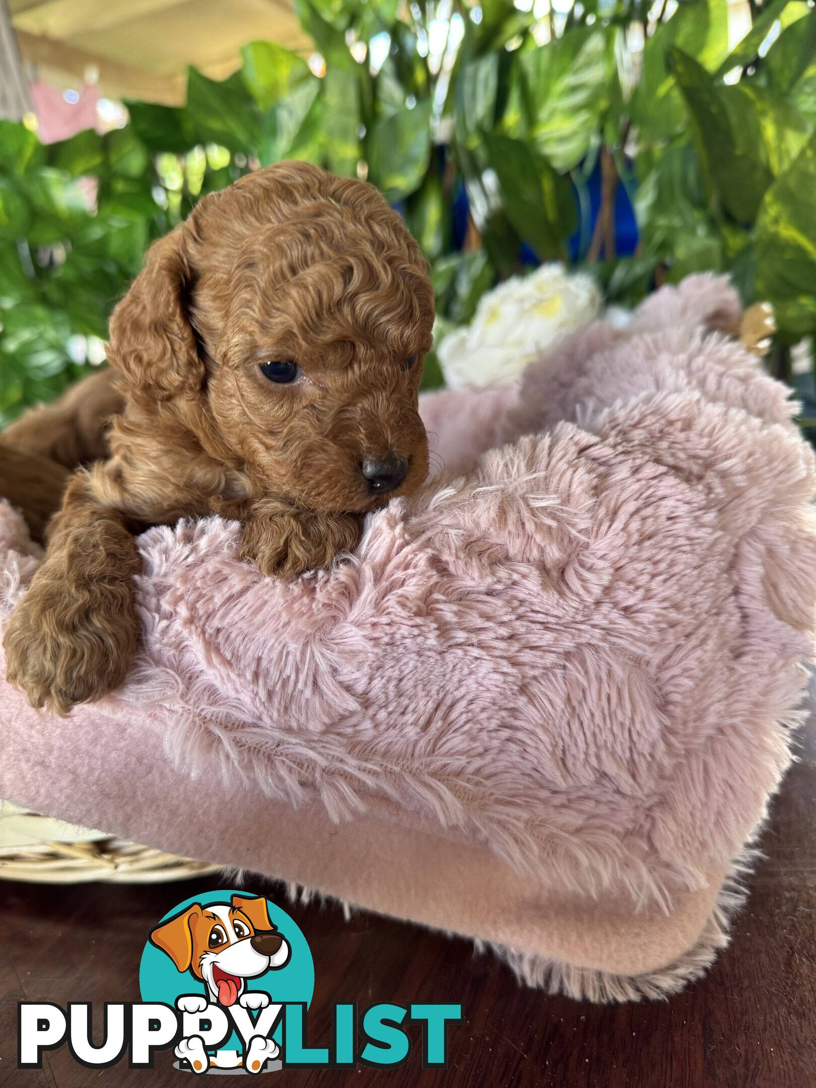 Purebred miniature poodle puppies