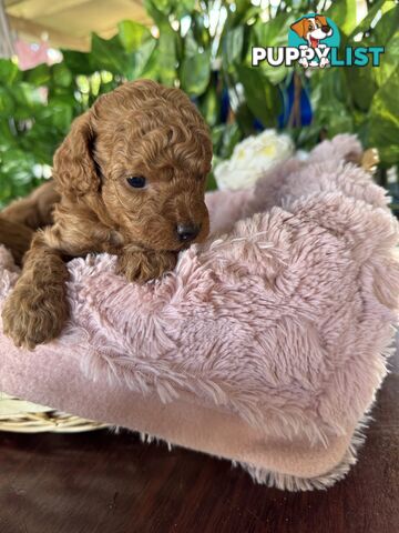 Purebred miniature poodle puppies