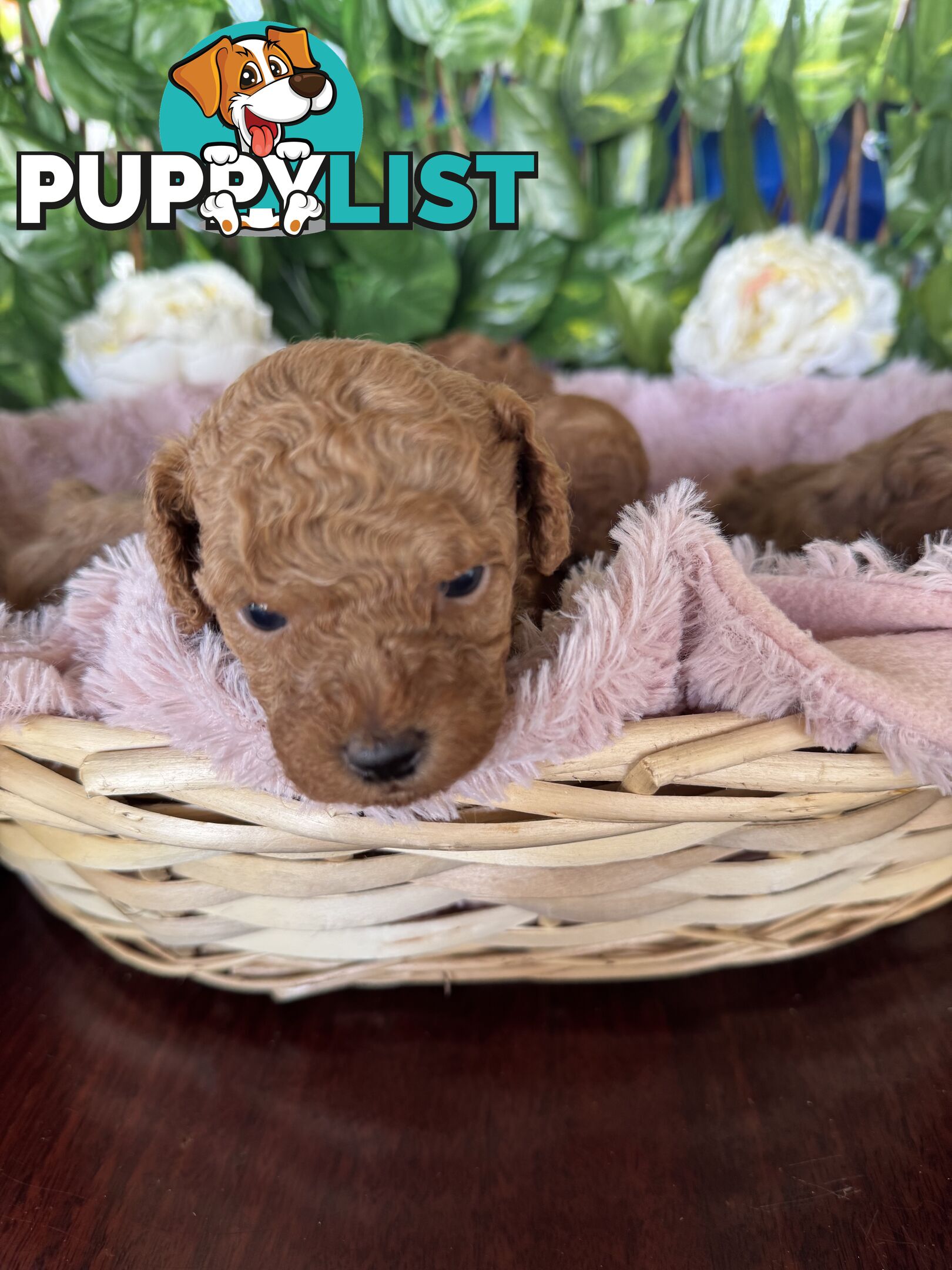 Purebred miniature poodle puppies