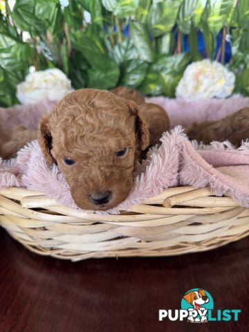 Purebred miniature poodle puppies