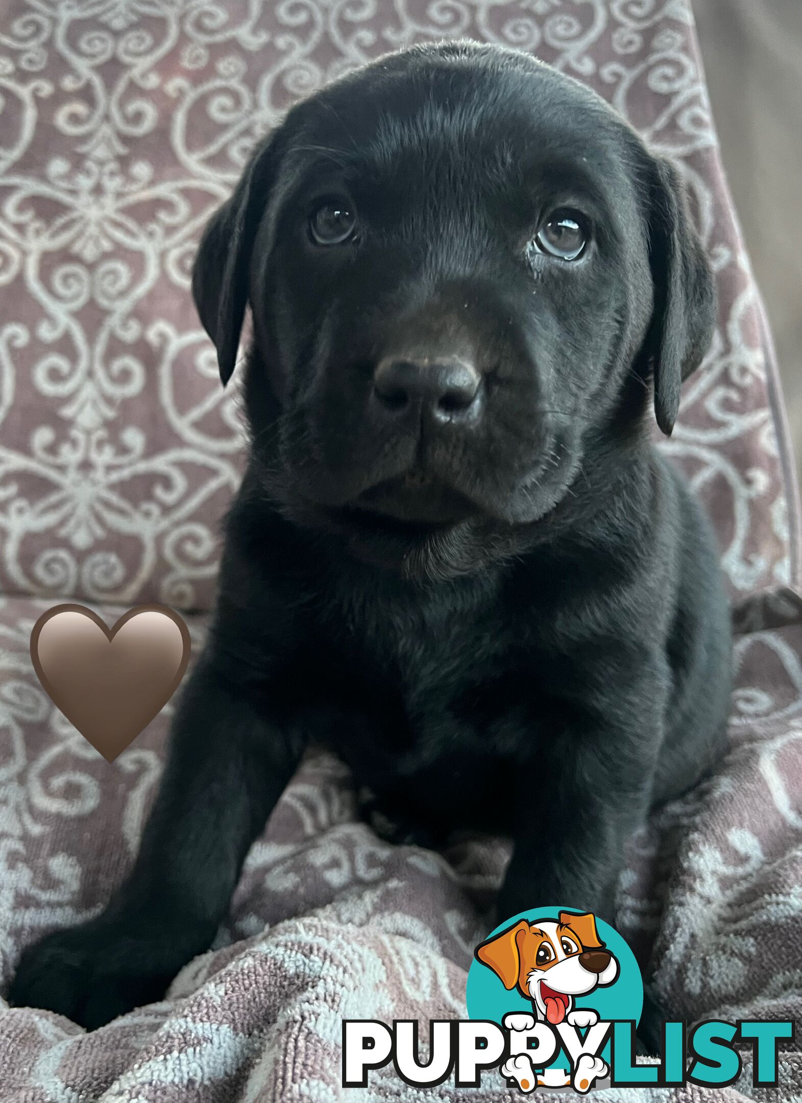 Pure Bred Labrador Puppies