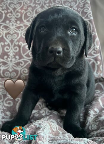 Pure Bred Labrador Puppies