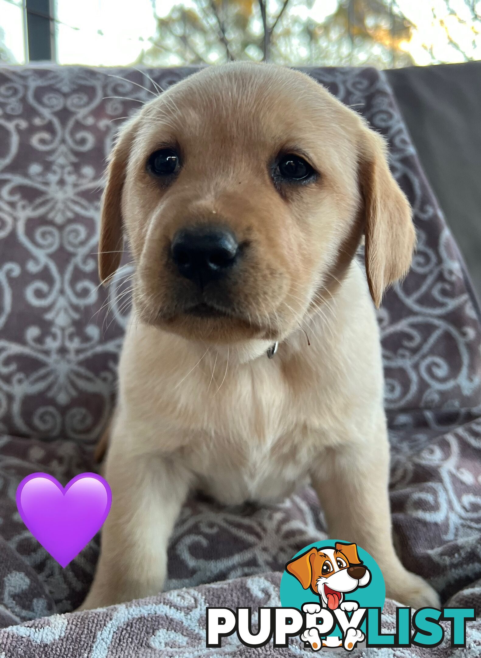 Pure Bred Labrador Puppies