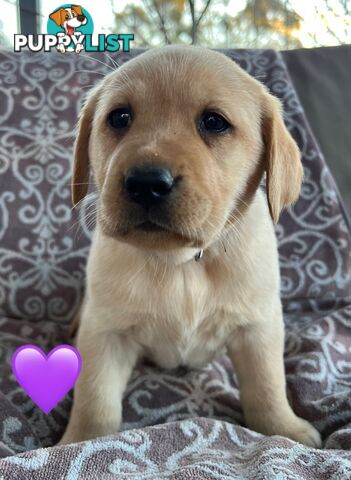 Pure Bred Labrador Puppies