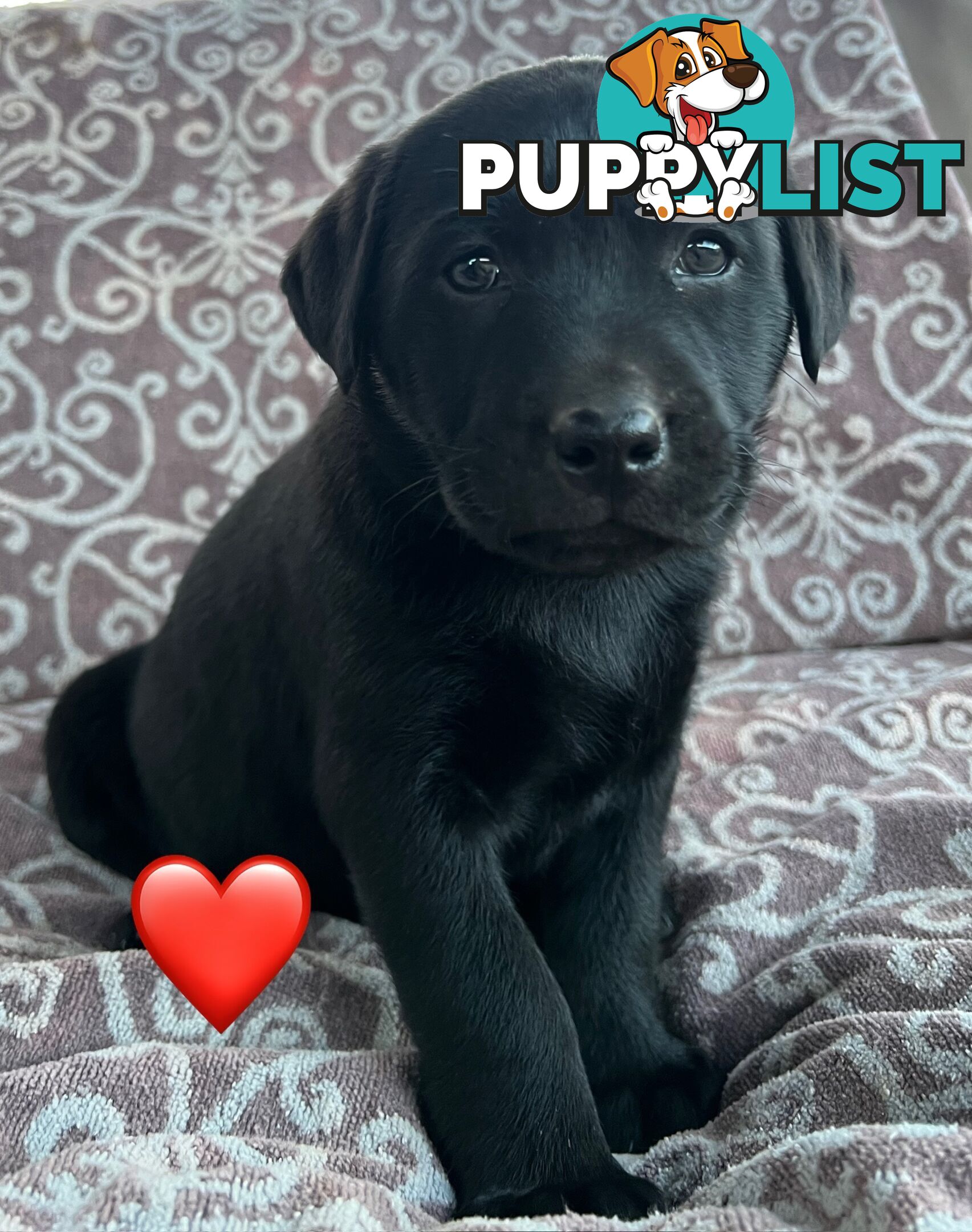 Pure Bred Labrador Puppies