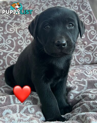 Pure Bred Labrador Puppies
