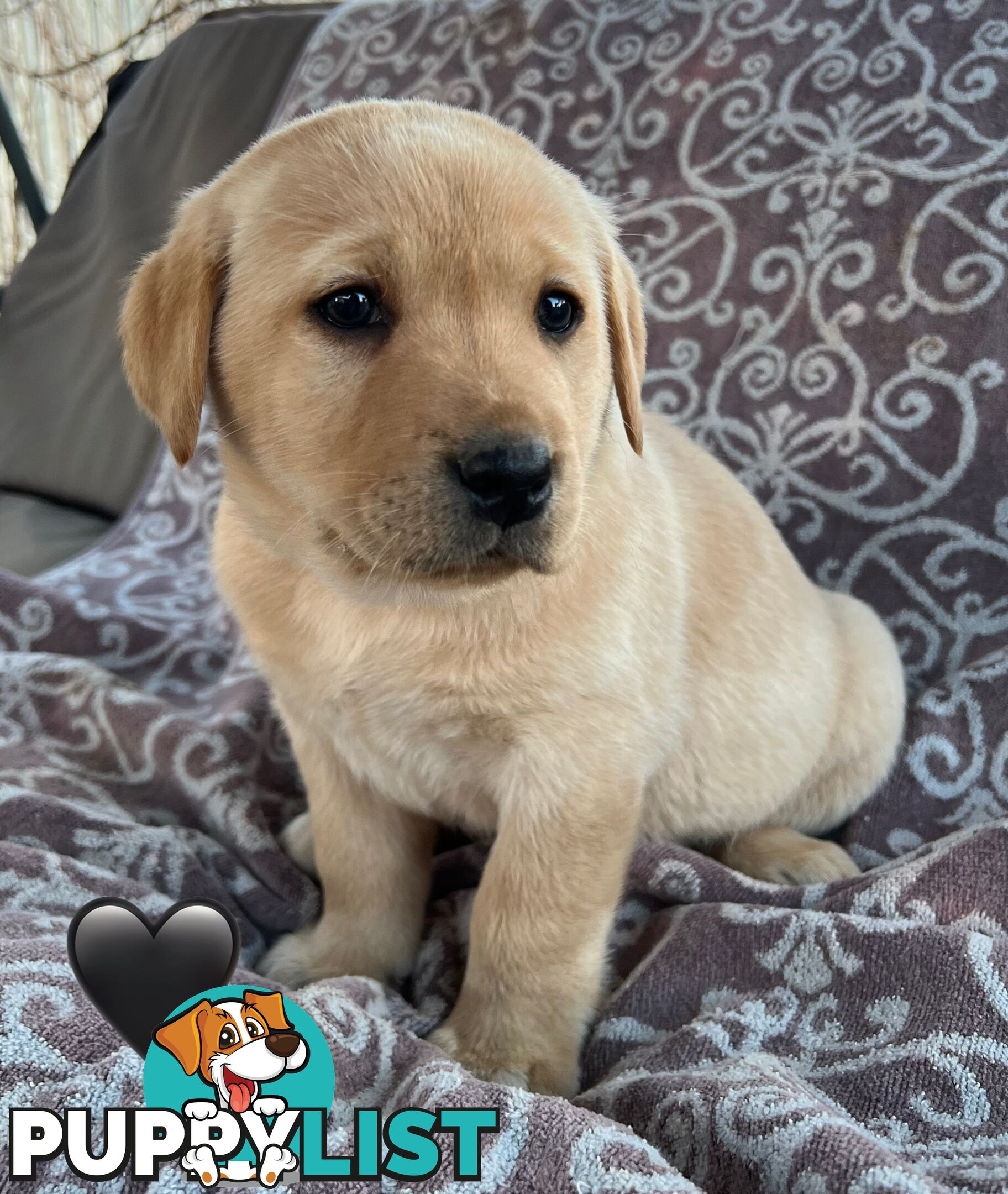 Pure Bred Labrador Puppies