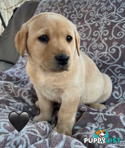 Pure Bred Labrador Puppies