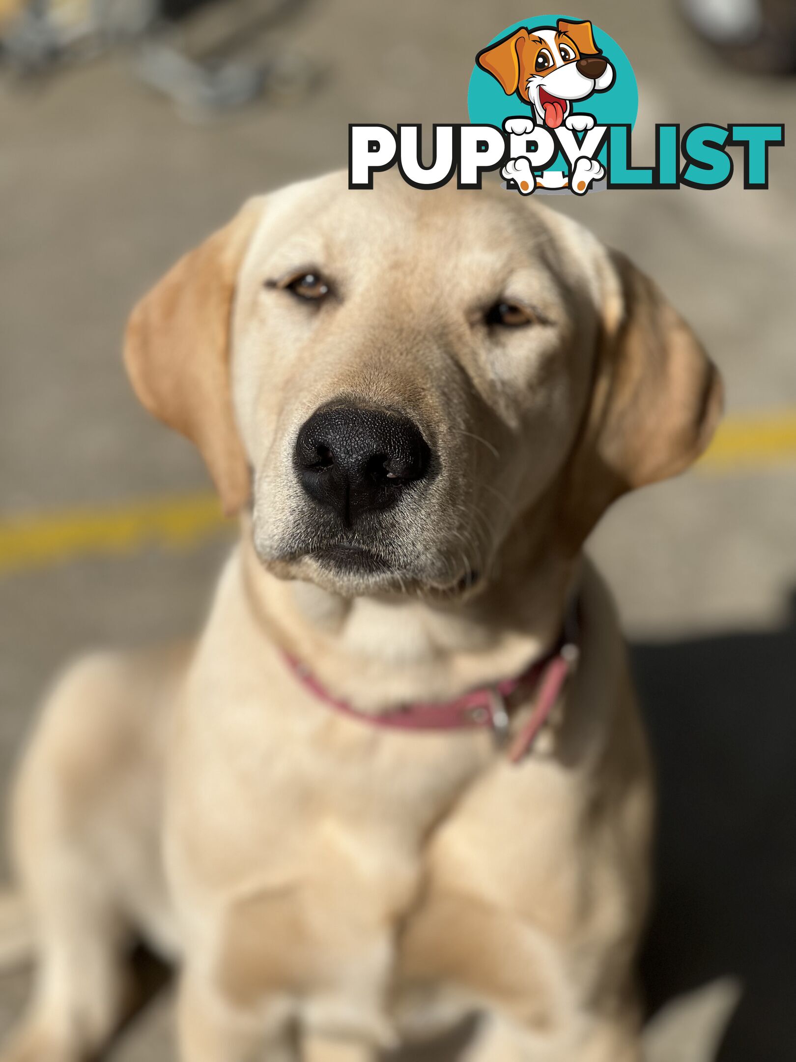 Pure Bred Labrador Puppies