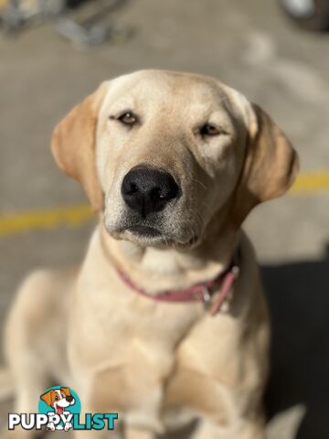 Pure Bred Labrador Puppies
