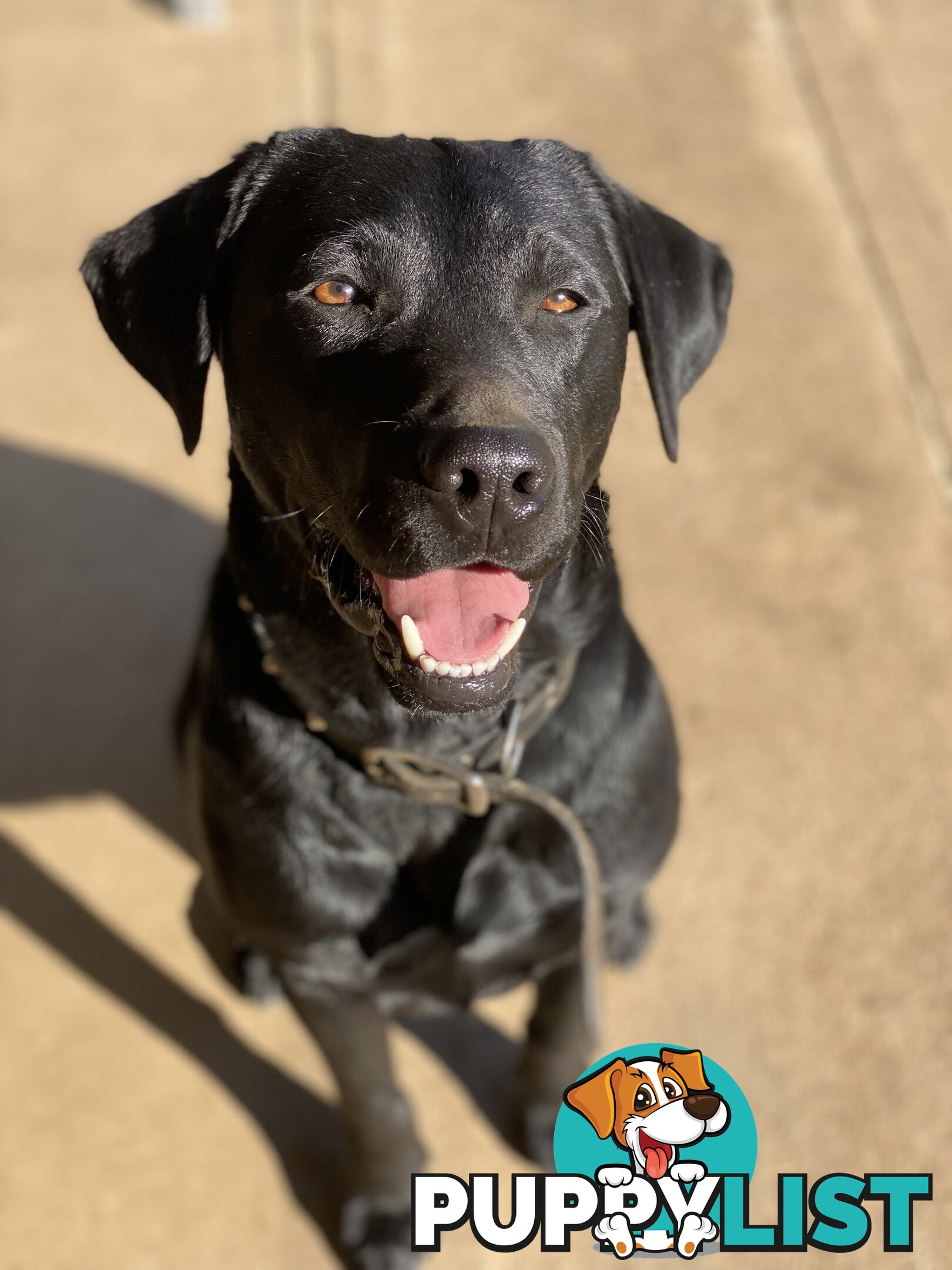 Pure Bred Labrador Puppies