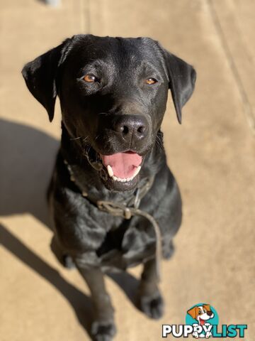 Pure Bred Labrador Puppies