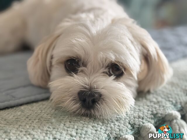 Poppy 3, Maltese x Shih Tzu, absolute sweetheart 💖