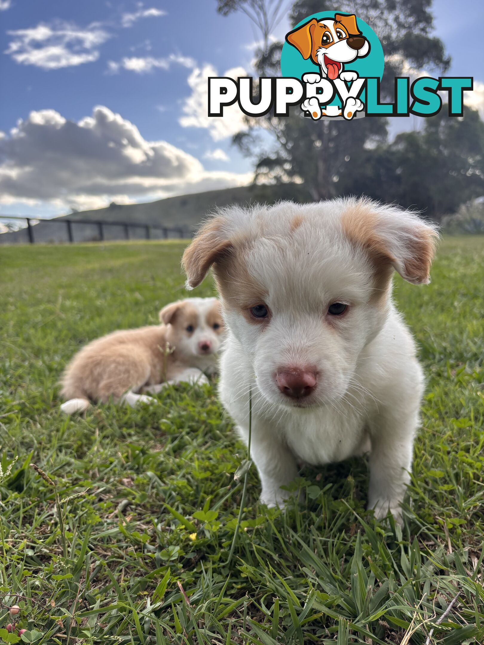 Purebred Border Collie Puppies