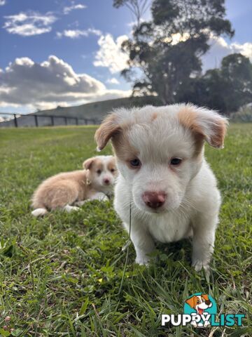 Purebred Border Collie Puppies