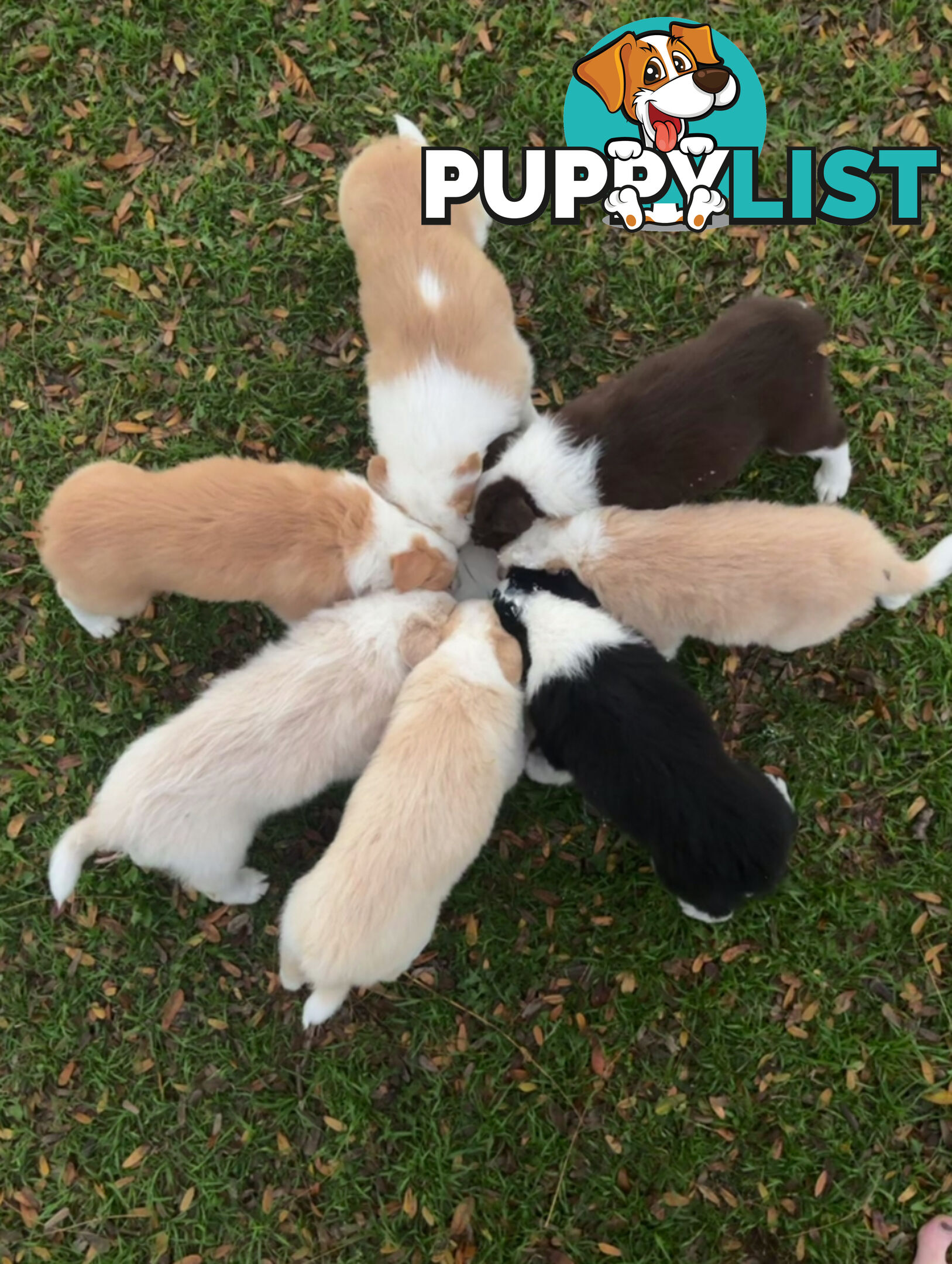 Purebred Border Collie Puppies