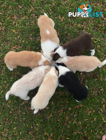 Purebred Border Collie Puppies