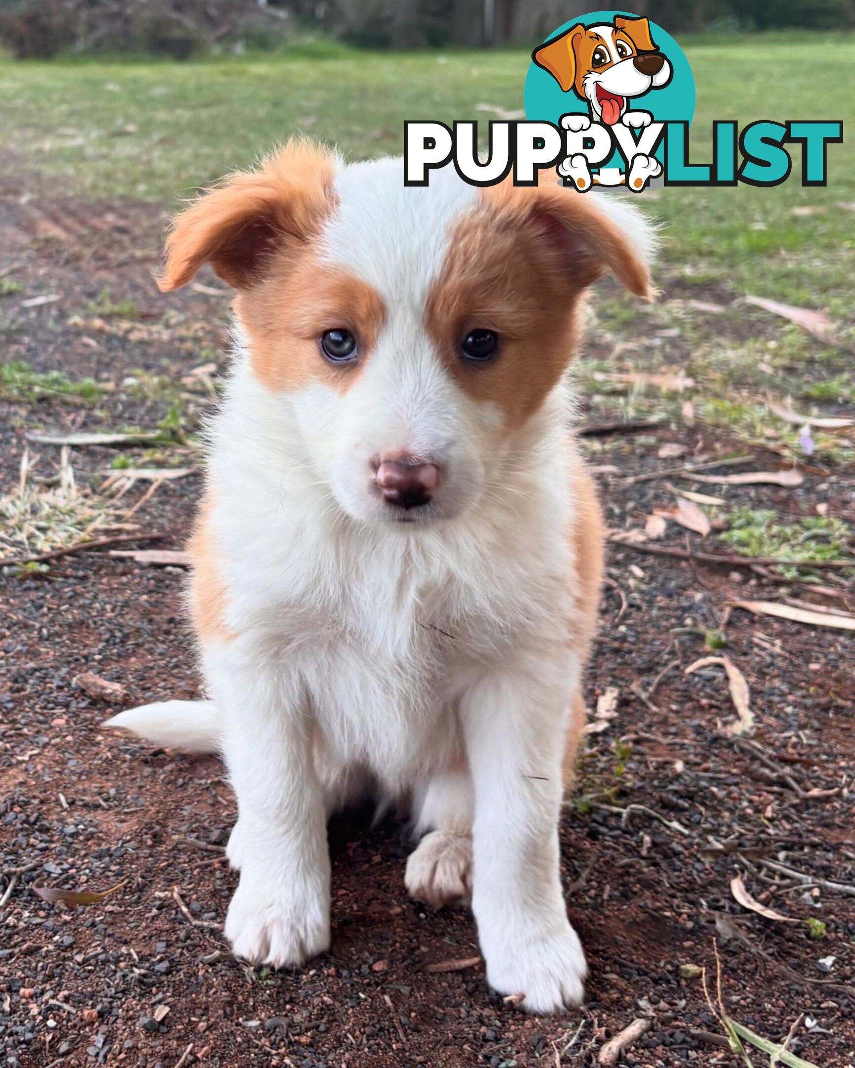 Purebred Border Collie Puppies
