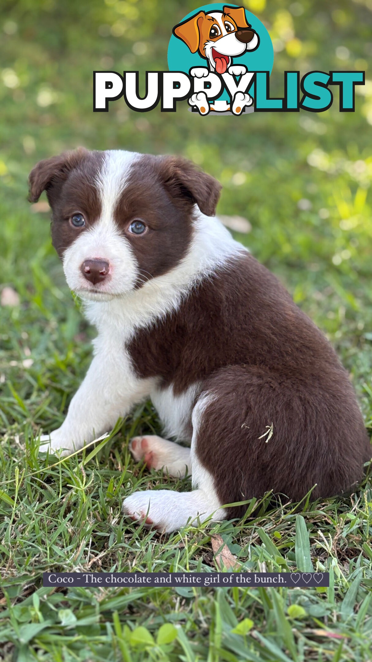 Purebred Border Collie Puppies