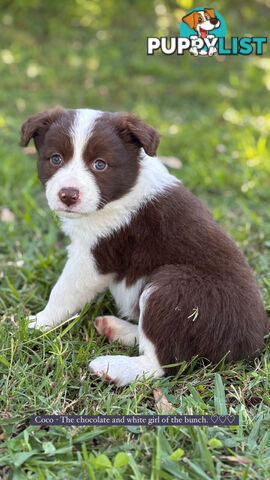 Purebred Border Collie Puppies