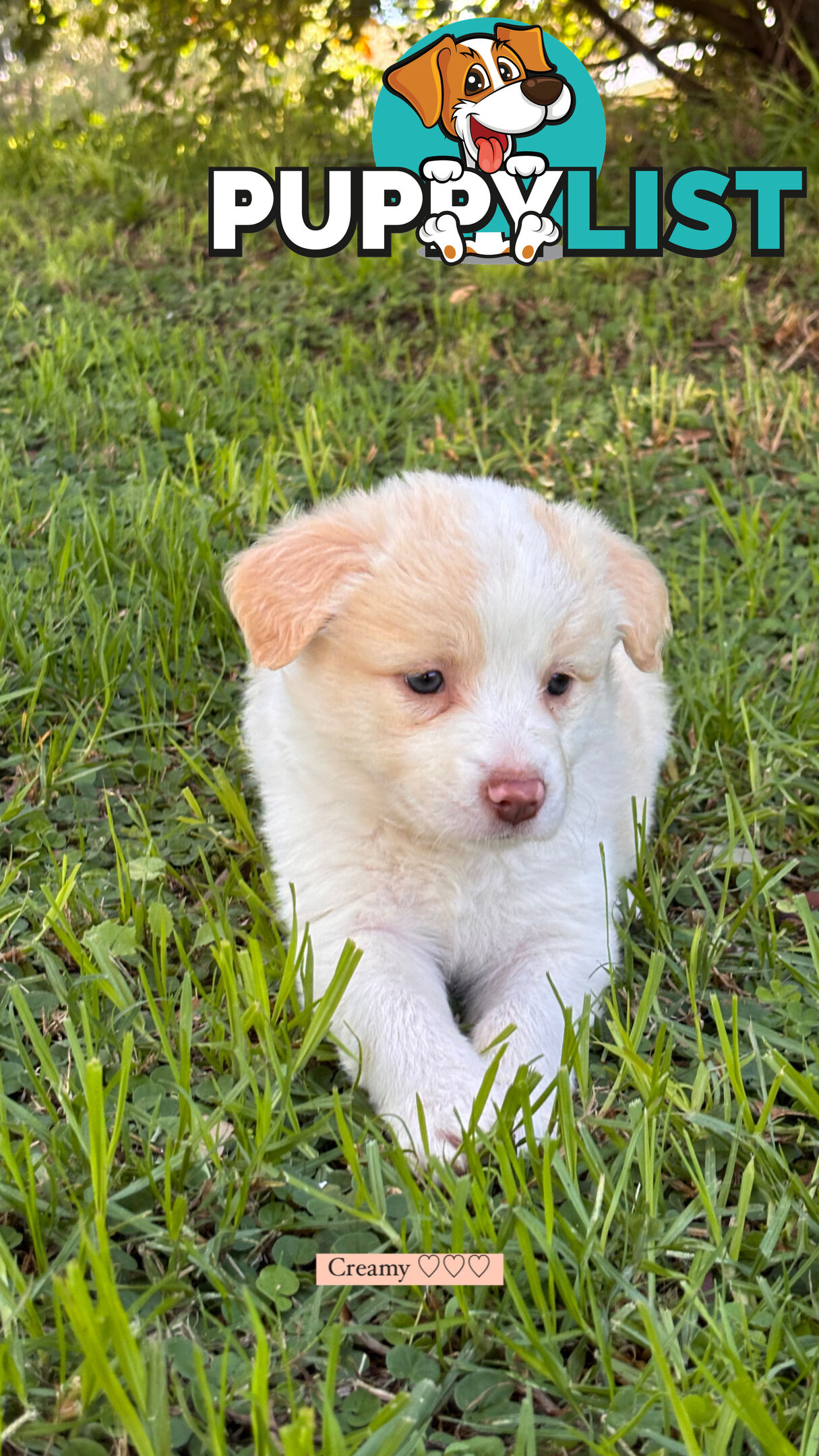 Purebred Border Collie Puppies