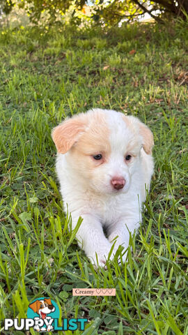 Purebred Border Collie Puppies