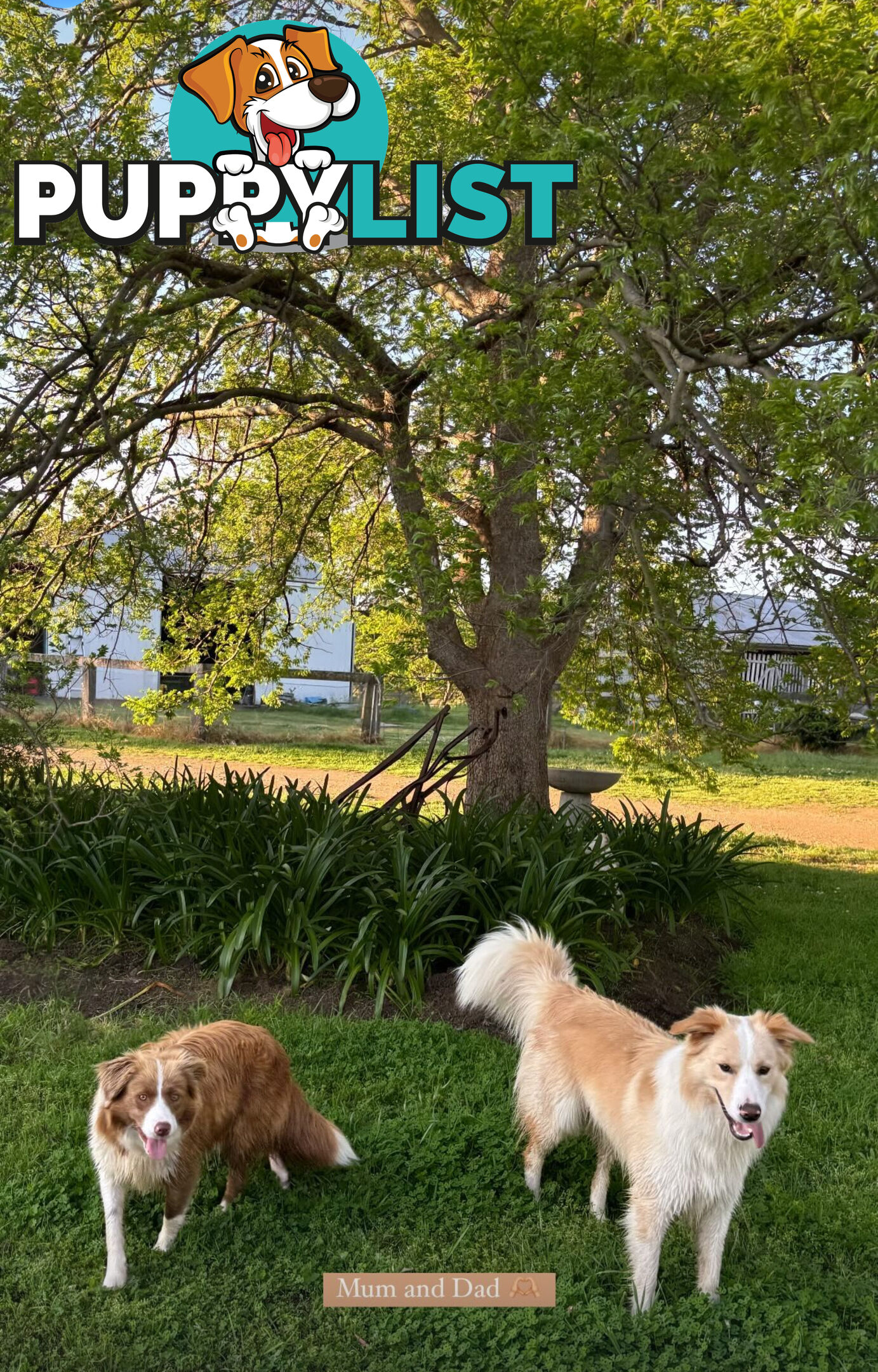 Purebred Border Collie Puppies