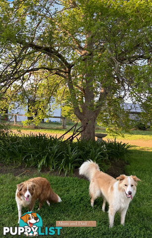 Purebred Border Collie Puppies