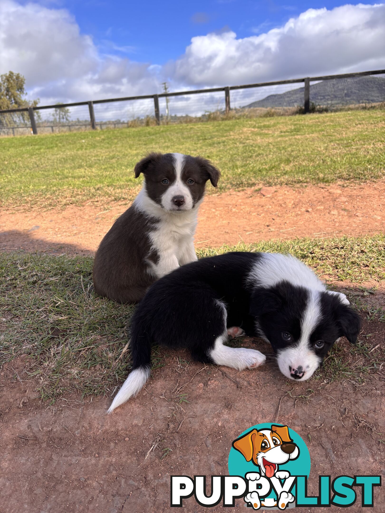 Purebred Border Collie Puppies