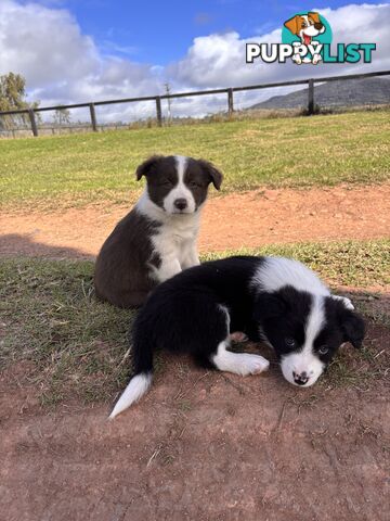 Purebred Border Collie Puppies