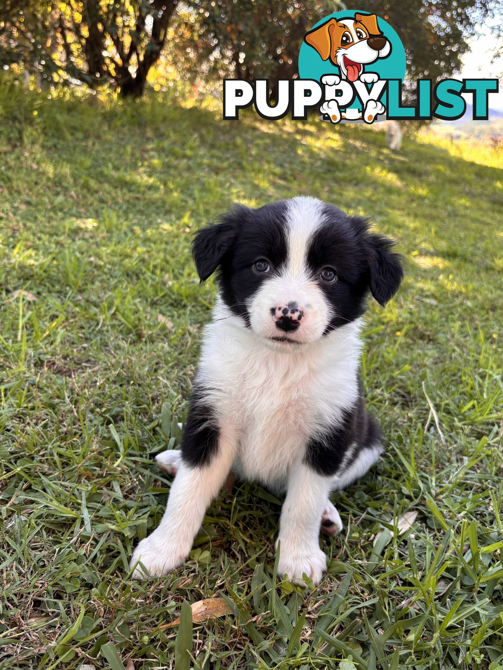 Purebred Border Collie Puppies
