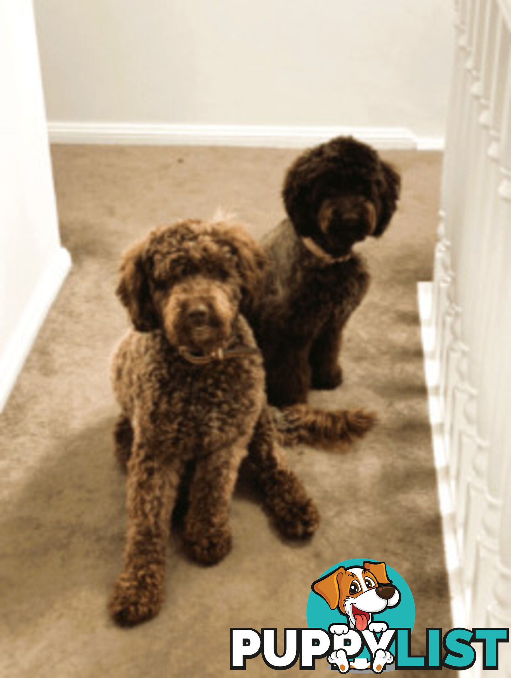 LABRADOODLE BEAUTIFUL MINIATURE CHOCOLATE GEMS