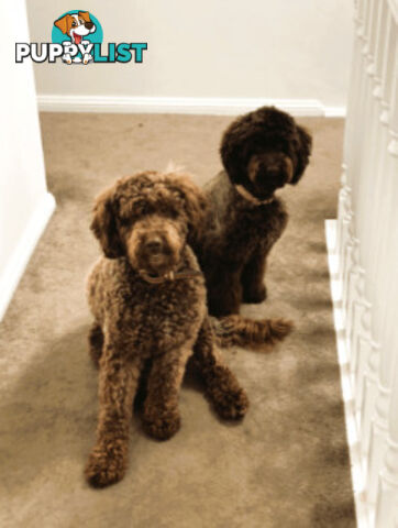 LABRADOODLE BEAUTIFUL MINIATURE CHOCOLATE GEMS