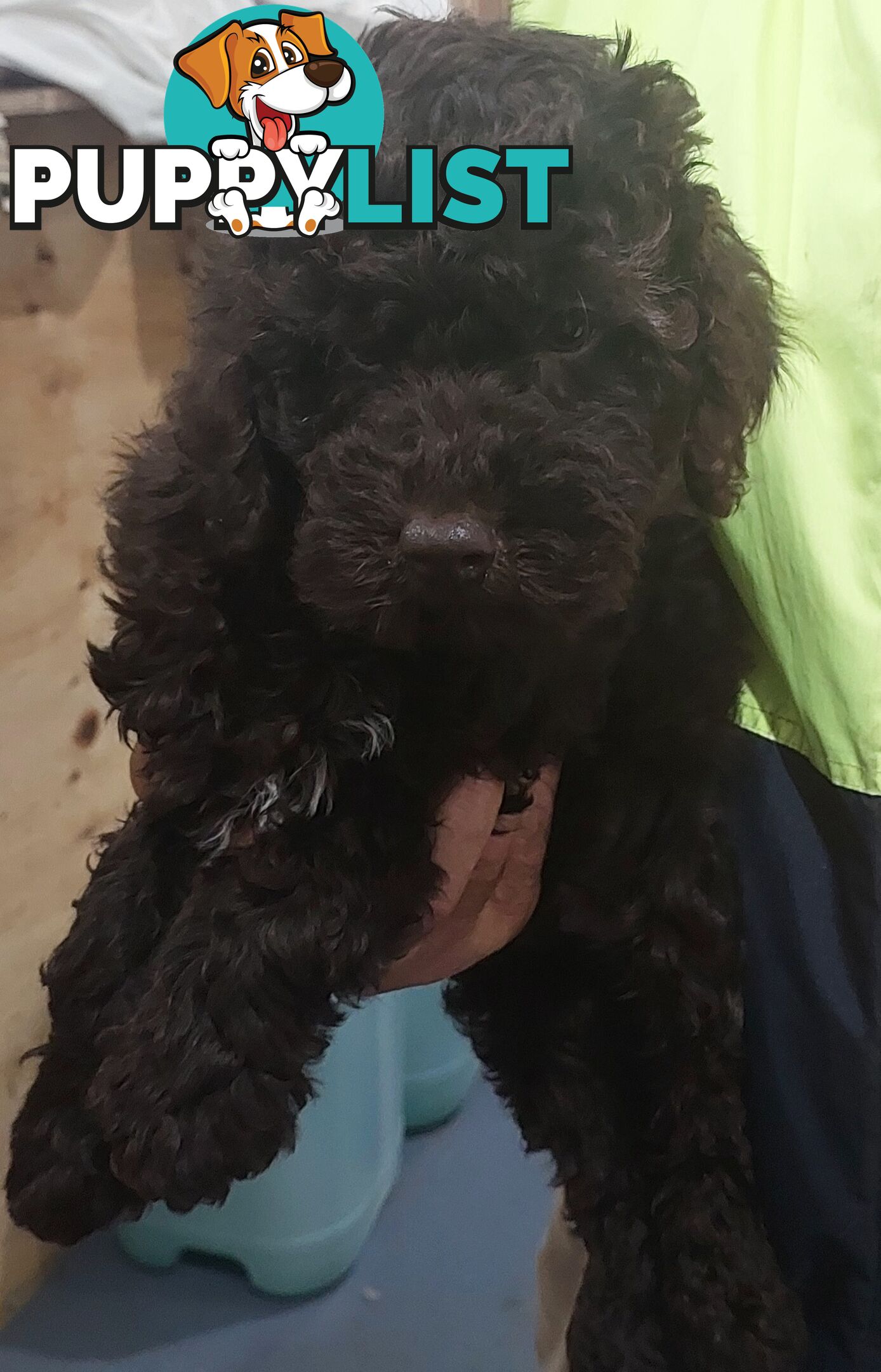 LABRADOODLE BEAUTIFUL MINIATURE CHOCOLATE GEMS