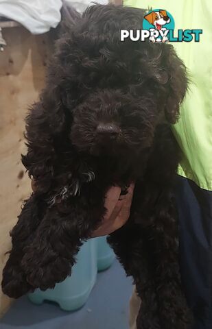 LABRADOODLE BEAUTIFUL MINIATURE CHOCOLATE GEMS