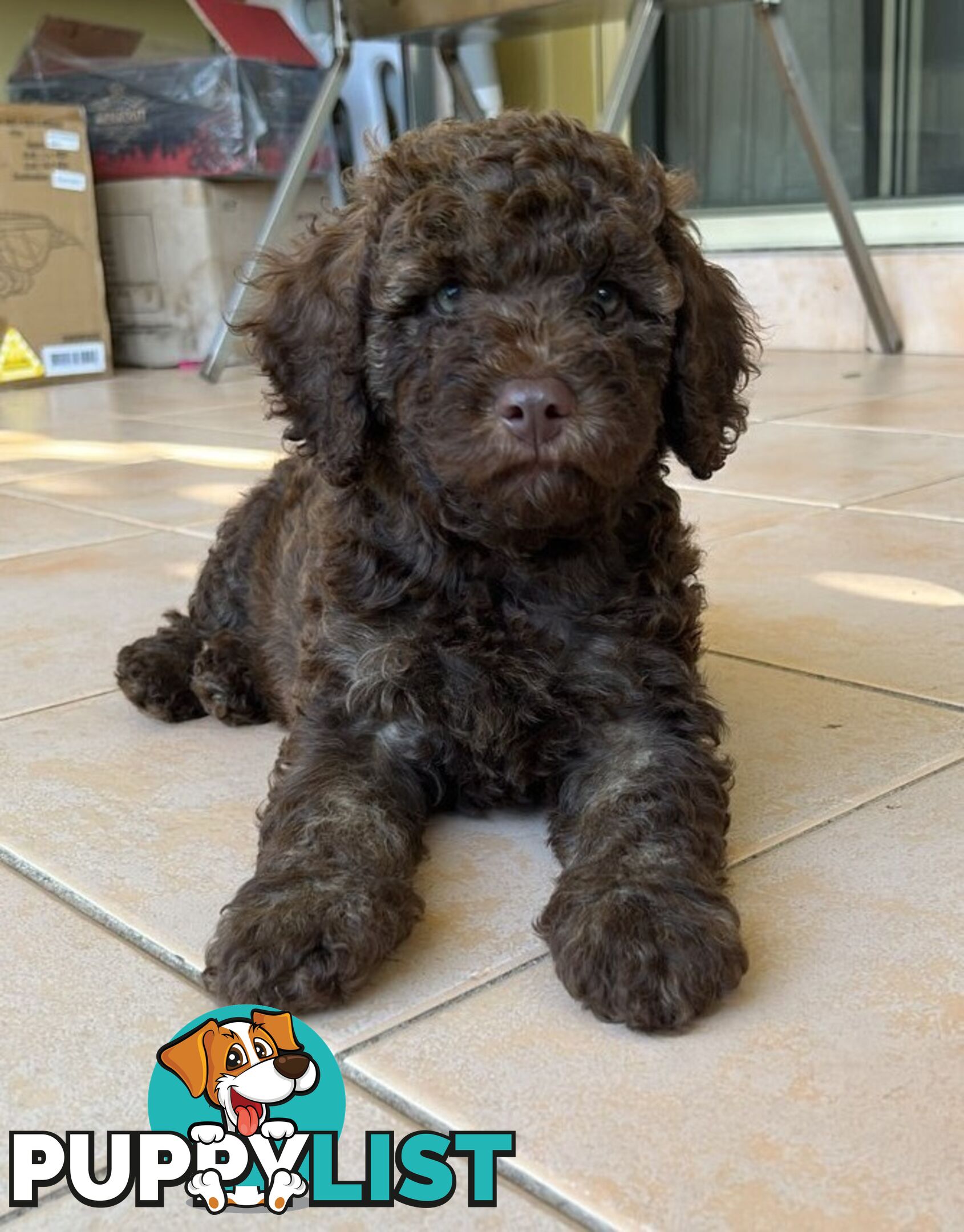 LABRADOODLE BEAUTIFUL MINIATURE CHOCOLATE GEMS