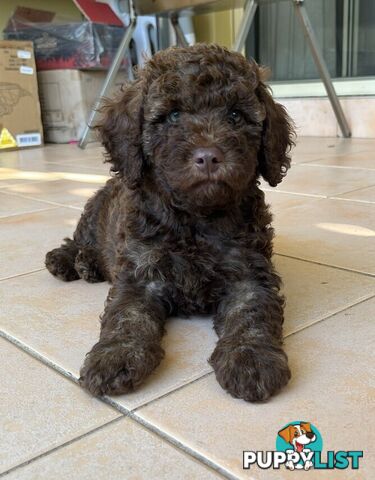 LABRADOODLE BEAUTIFUL MINIATURE CHOCOLATE GEMS