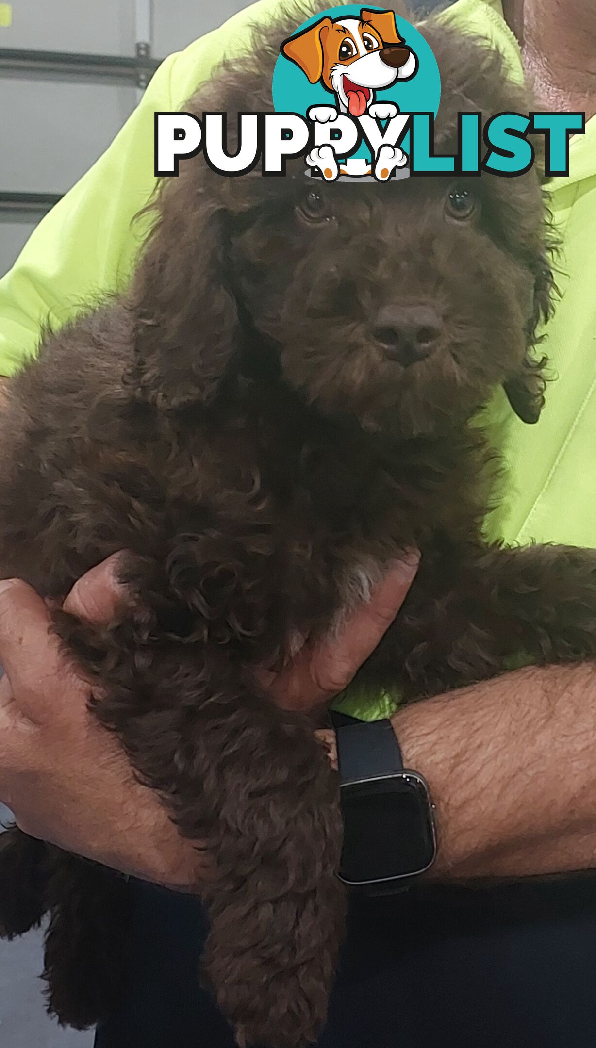 LABRADOODLE BEAUTIFUL MINIATURE CHOCOLATE GEMS