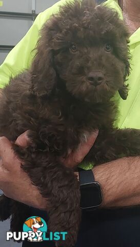 LABRADOODLE BEAUTIFUL MINIATURE CHOCOLATE GEMS