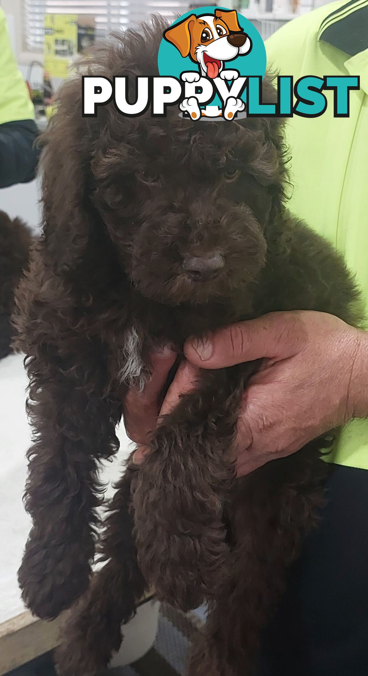 LABRADOODLE BEAUTIFUL MINIATURE CHOCOLATE GEMS