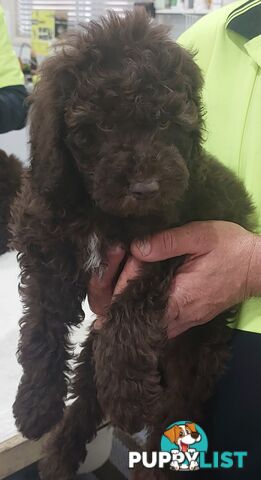 LABRADOODLE BEAUTIFUL MINIATURE CHOCOLATE GEMS