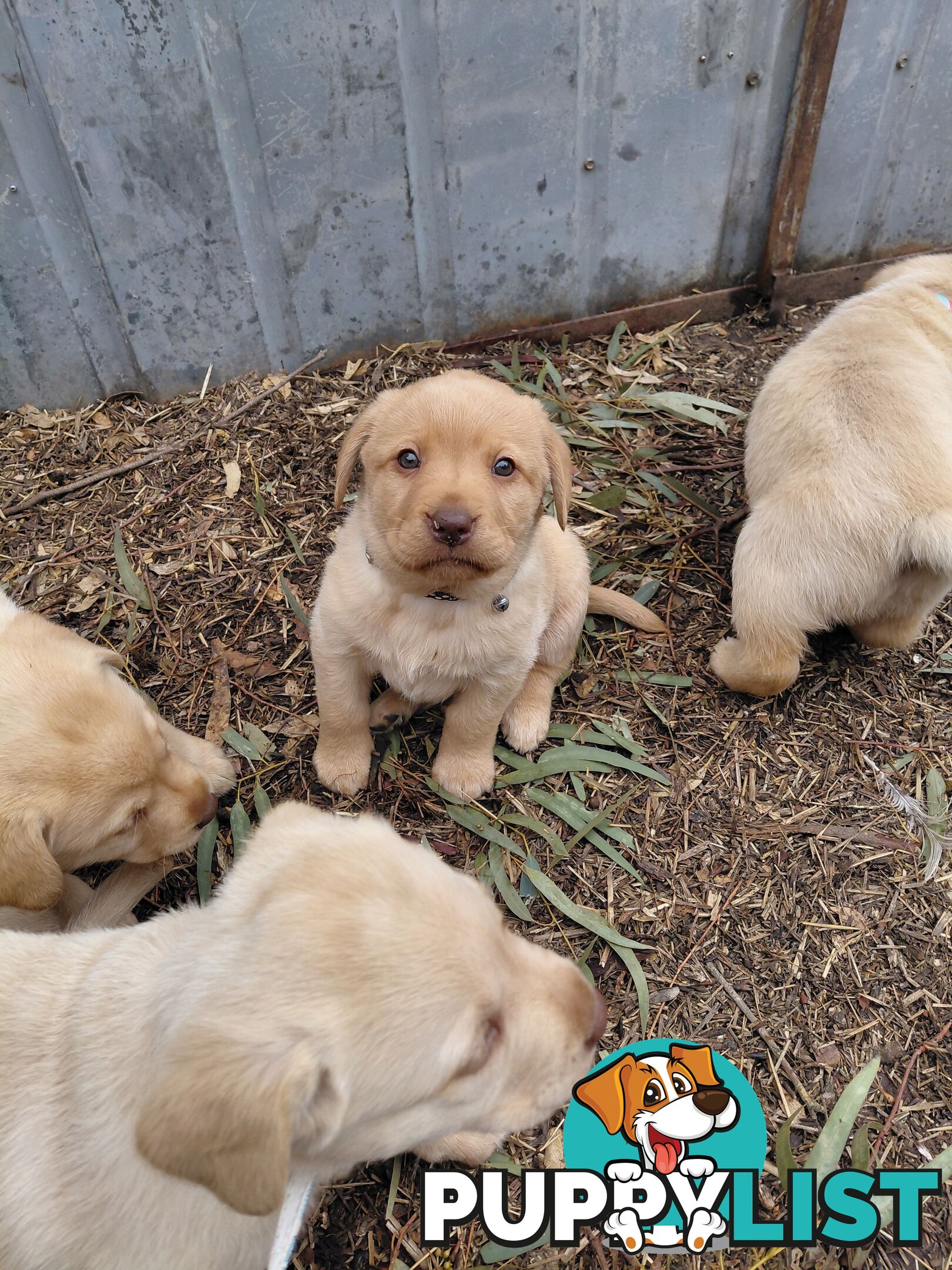 Labrador