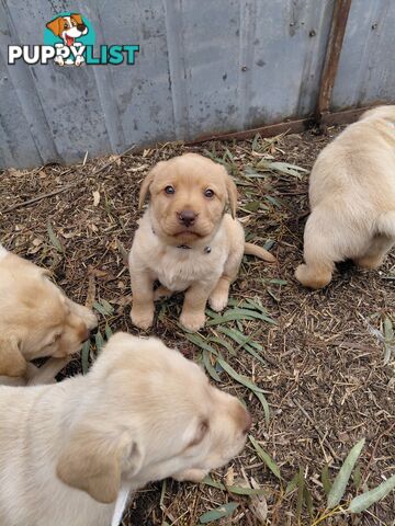 Labrador