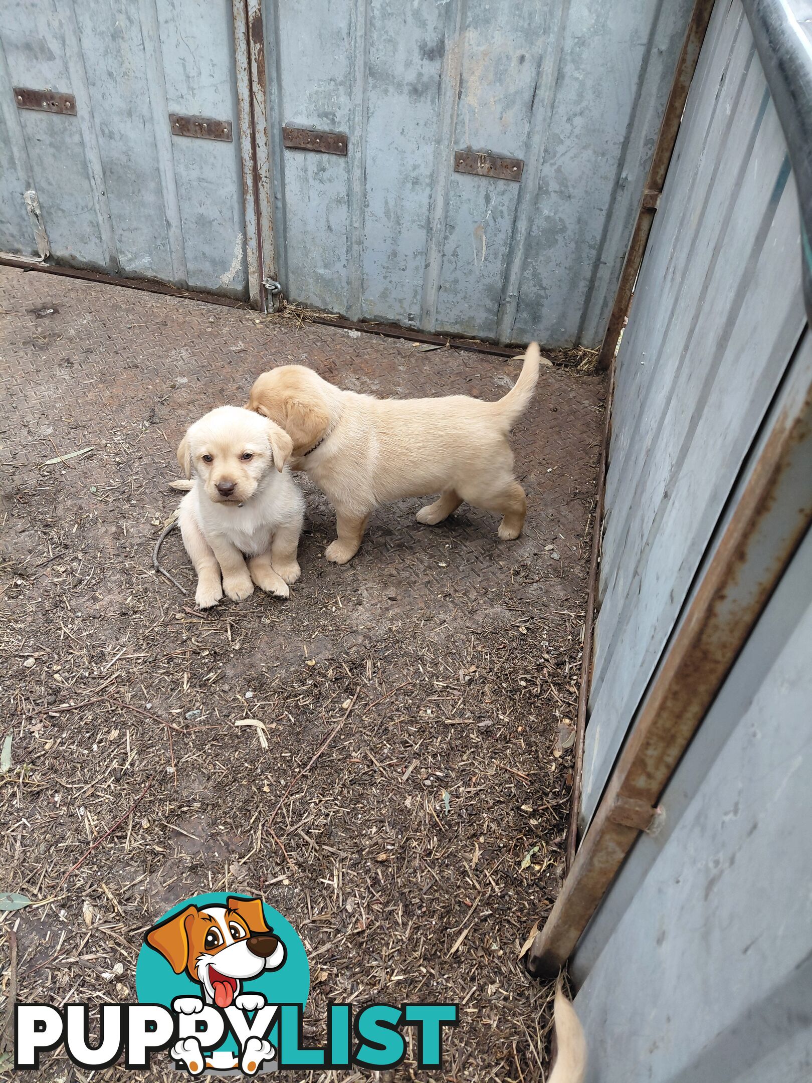 Labrador