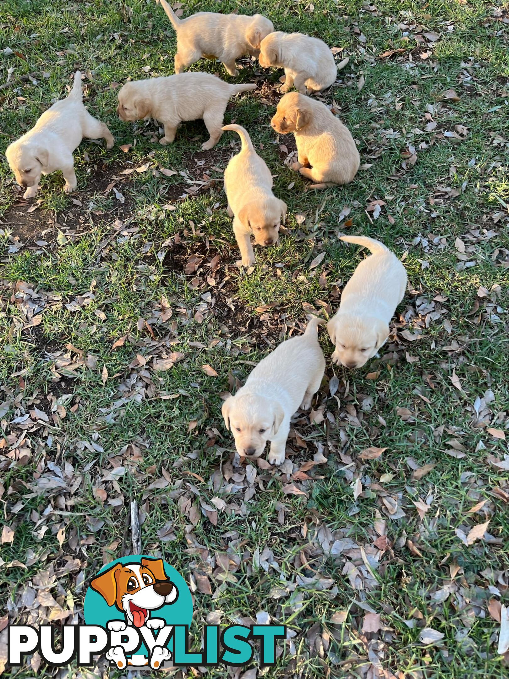Labrador