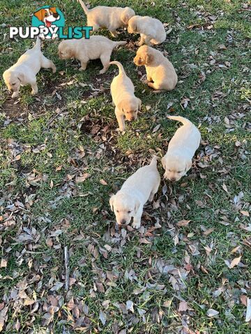 Labrador
